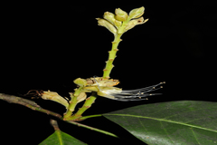 Atuna indica